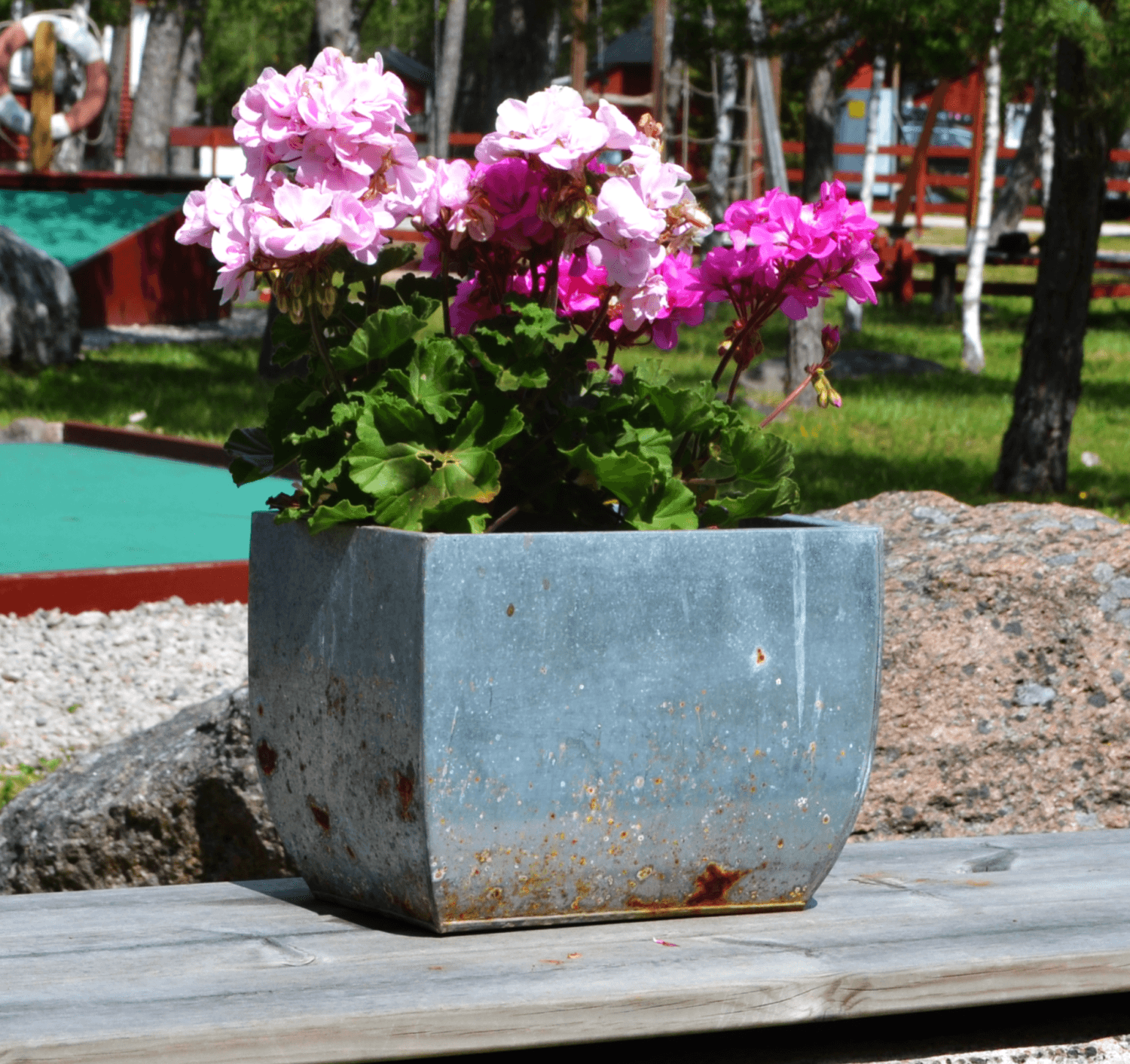 Snäckan på Gotland vid havet på västkusten